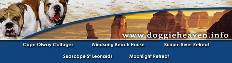 Pet friendly accommodation